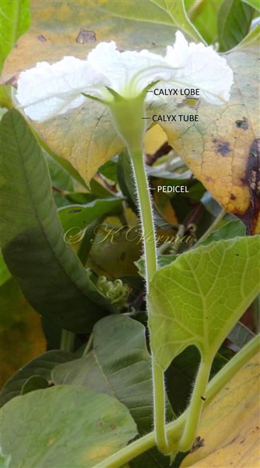  Male Flower